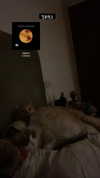 simp_for_cats_ Altpins Profile Picture