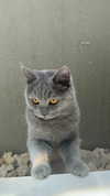 alice.skym Altpins Profile Picture