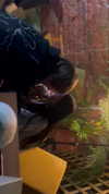 llofreaki Altpins Profile Picture