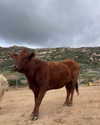 leanbeefpatty Altpins Profile Picture