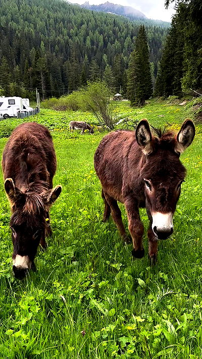 taylor.creeden taylor.creeden archive video