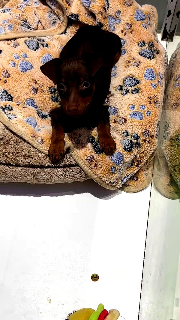 taylor.creeden archive video preview
