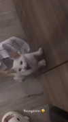 rott3nbambi Altpins Profile Picture