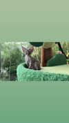 darkstar_mia Altpins Profile Picture