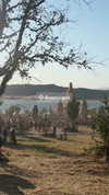 _lironatias Altpins Profile Picture