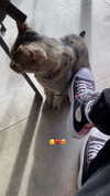 shanidahan7 Altpins Profile Picture