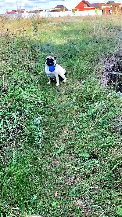 nyityam nyityam archive video