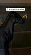 serenaycindy Altpins Profile Picture