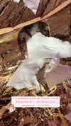 _urbaneva Altpins Profile Picture