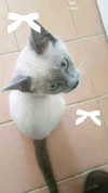 starzd3ad Altpins Profile Picture