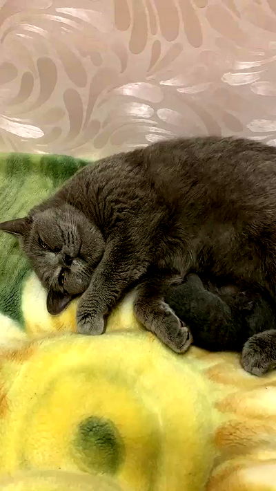 nyityam nyityam archive video