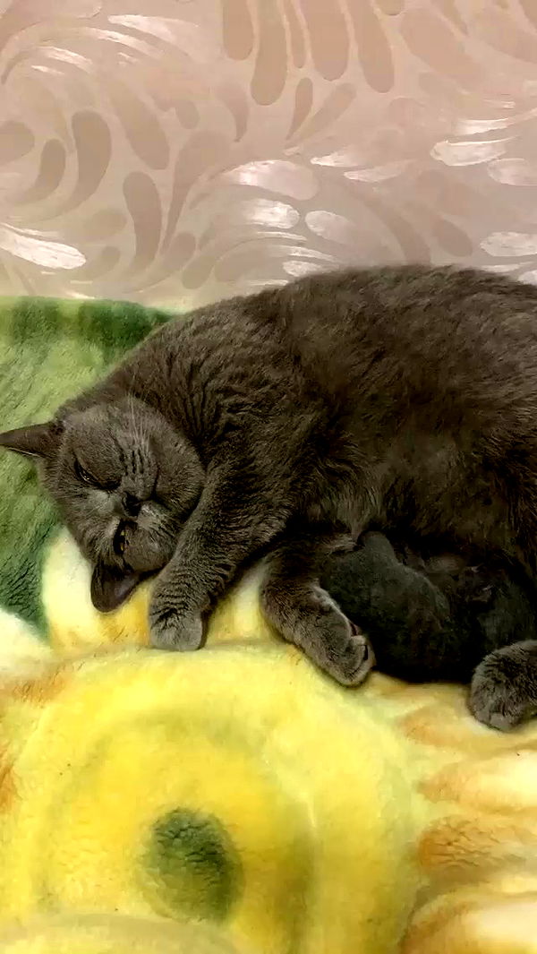 nyityam archive video preview