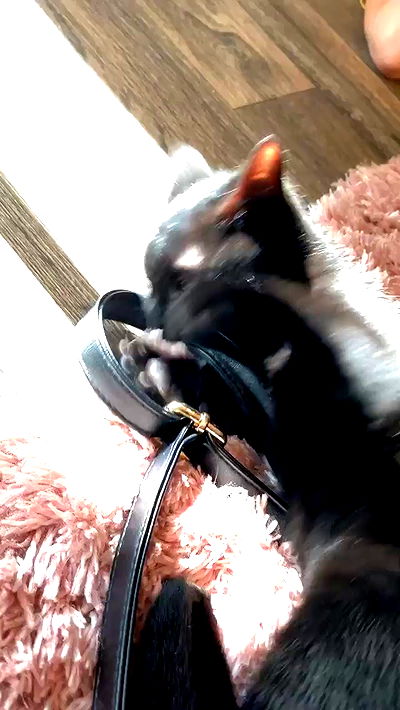 suikomuu suikomuu archive video