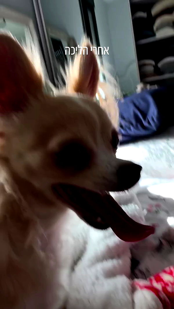 rinsrain archive video preview