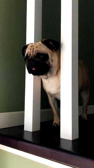 nyityam nyityam archive video