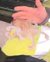 jahia_brown Altpins Profile Picture