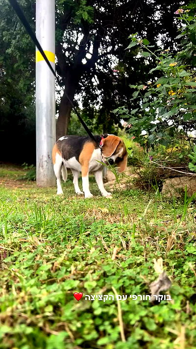 emily.otaku emily.otaku archive video