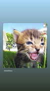 neomiconrad Altpins Profile Picture