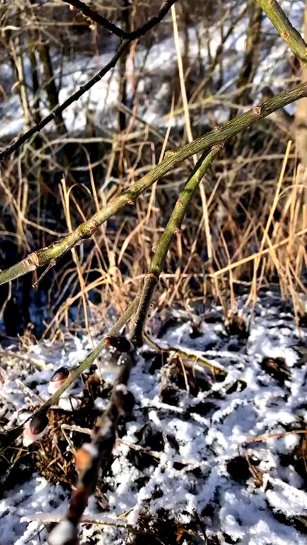 nyityam archive video preview