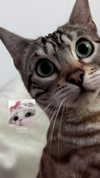 h0llyannabel Altpins Profile Picture