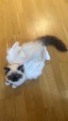 leni.bahr Altpins Profile Picture