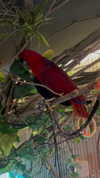 dante_yangpa Altpins Profile Picture