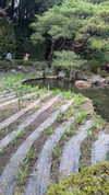 kasumi_sen Altpins Profile Picture