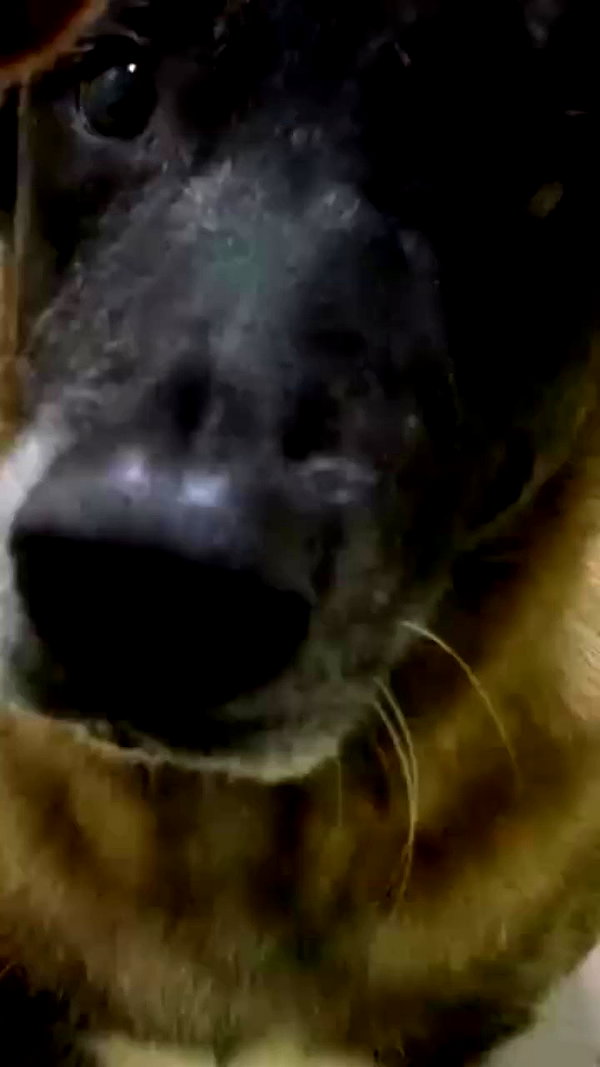 seal.lover64 archive video preview