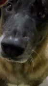 seal.lover64 Altpins Profile Picture