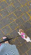 daria.lesin Altpins Profile Picture