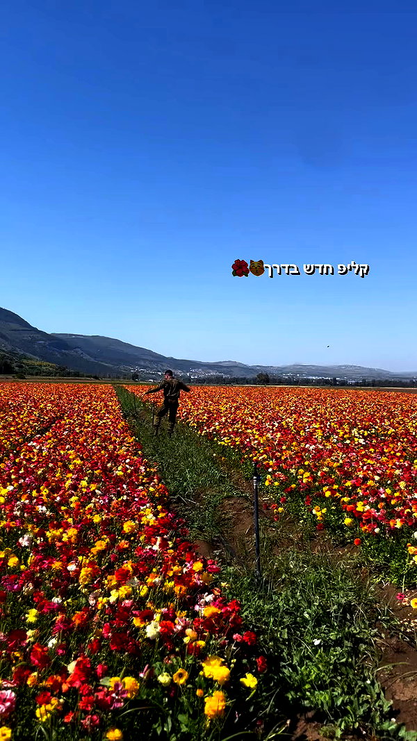 libby_reut archive video preview