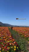 libby_reut Altpins Profile Picture