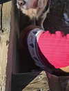 muze Altpins Profile Picture