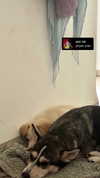 yaarat11 Altpins Profile Picture
