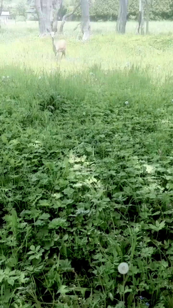 ssarnvd archive video preview