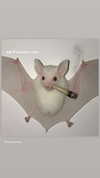 babynympho_archive Altpins Profile Picture