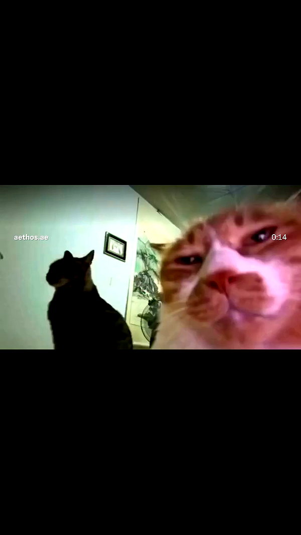 dina_shrago archive video preview