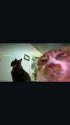 dina_shrago Altpins Profile Picture