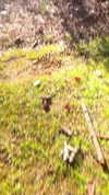 elizabethcampbelljones Altpins Profile Picture
