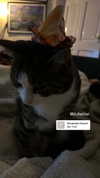 jahia_brown Altpins Profile Picture