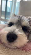 miisu000 Altpins Profile Picture