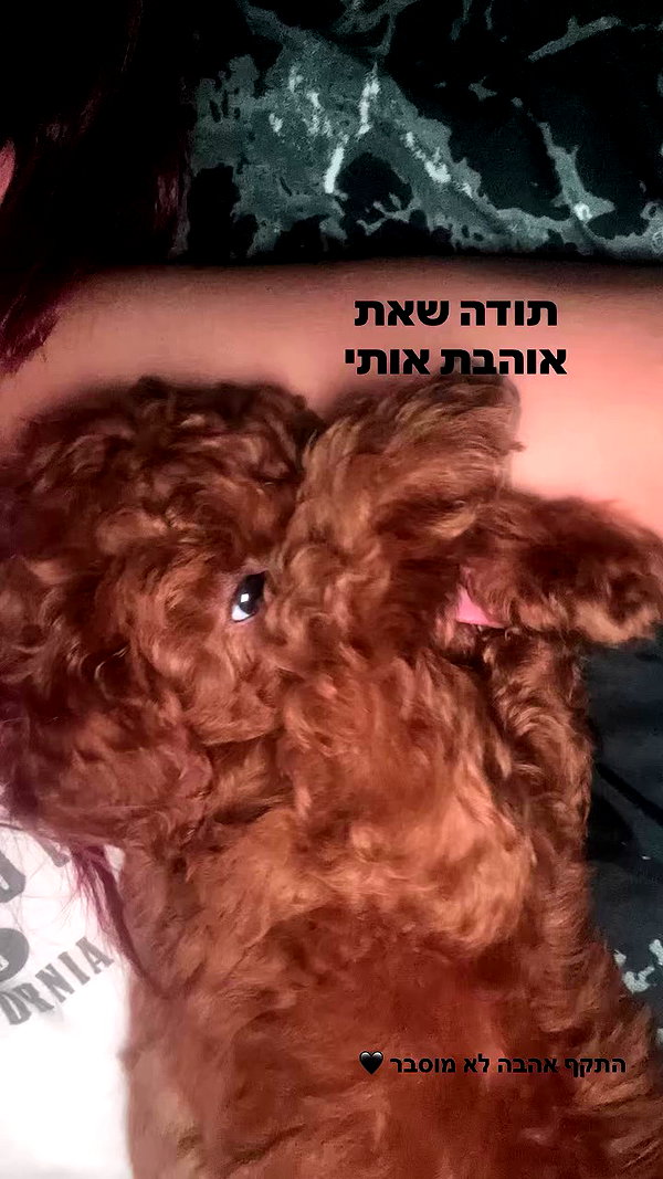 agam._.harel archive video preview