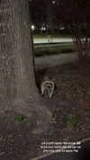 biton__adi Altpins Profile Picture
