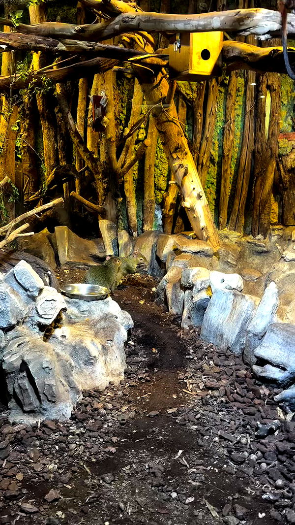 strawberryshanz archive video preview