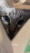 dollyemi Altpins Profile Picture