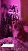 bat.wiings Altpins Profile Picture