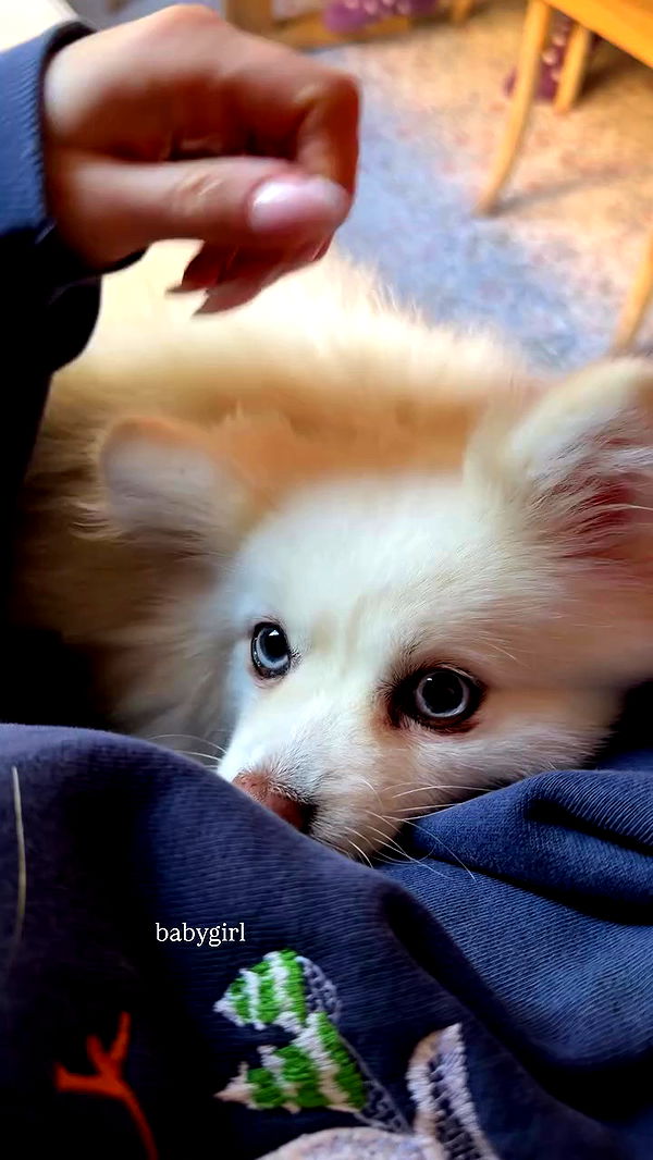 carolinezalog archive video preview