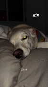 galibilaus Altpins Profile Picture