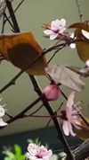 lotembar Altpins Profile Picture