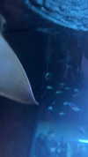shi__rrrr Altpins Profile Picture